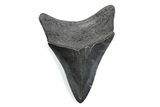 Serrated, Fossil Megalodon Tooth - South Carolina #370473-1